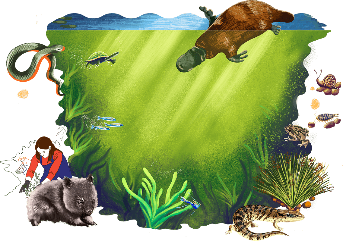 Illustration of ecosystem