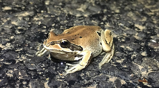 Whistling Tree Frog